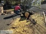 Tree Service in Passaic NJ