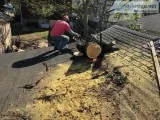 Tree Service in Paterson NJ