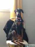 Doberman puppy