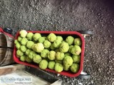 Osage hedgeballs