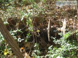 An old Harow as pictured