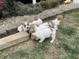 Jack-Rat Terrier Puppies