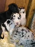 Great Dane Puppies