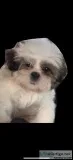 Shih tzu puppy