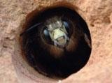 Bee Removal Services