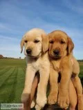 8 week old Golden retriever pups