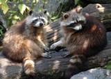 Raccoon Removal in Atlanta