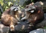Raccoon Removal in Atlanta