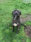 Pyrenees Mastiff
