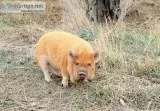 Kune Kune Piglets