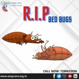 Bed Bugs Fumigation Services in Mumbai
