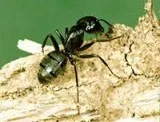 Carpenter Bee Control