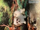A.K.C. Maltese Puppies.
