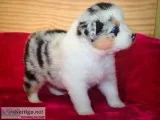 Australian shepherd puppies