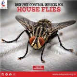 Pest Control Services for House Flies