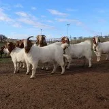 Boer bucks and does for sale