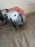 African gray parrots for sale