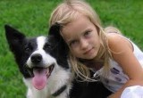 Online Shop Dog Fencing