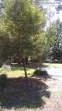 MOBILE HOME LAND FOR RENT