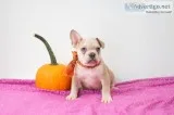 Rolo French bulldog