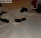 Free kittens