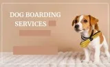 Dog Boarding Facility-OKC  Vera s Posh Paws.