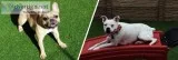 Dog Home Boarding-OKC Vera s Posh Paws.
