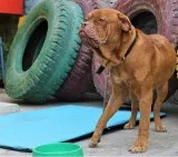 Best Dog Creche Service-OKC Vera s Posh Paws.