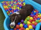 Best Dog Borders-OKC Vera s Posh Paws.