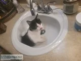 Kittens to rehome