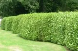 Top Hedge Maintenance Services In Aberdeen- SG Tree Services
