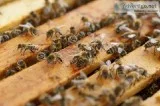 Professional Bee Removal Service in Texas