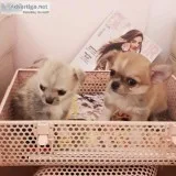 Beautiful chihuahua puppies for adoption