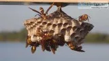 Get Wasp Nest Treatment With Del Valle Pest Control