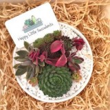 Succulent Delivery Sydney  Happylittlesucculent s.com.au