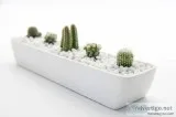 Succulent Delivery Sydney  Happylittlesucculent s.com.au