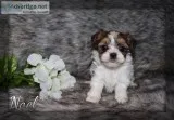 Noel Shorkie
