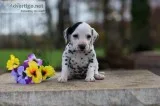 Corey Dalmatian