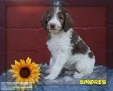 Smores Golden English Labradoodle