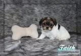 Faith Shorkie