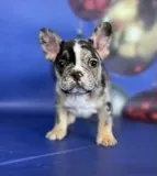 Rio French bulldog