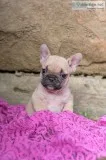 Willow french bulldog