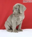 Eugene AKC Male Weimaraner