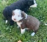 Brownie Aussiedoodle