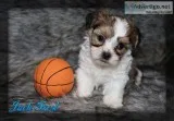 Jack Frost Shorkie