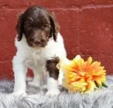 Delanie Female Sheepadoodle
