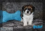 Olaf Shorkie