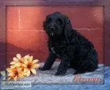 Raven  Golden English Labradoodle