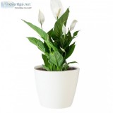 Peace lily plant