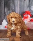 Irene Goldendoodle